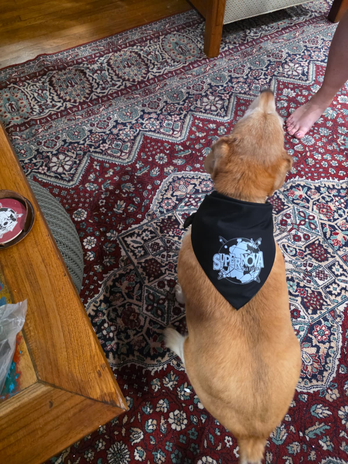 Doggie Bandana